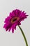 Single Long Magenta Gerbera