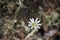 Single long-stalk starwort flower in full bloom on the arctic tundra