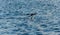 Single Loon floating on a calm blue lake