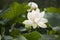 Single lotus blossom