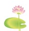 Single lotus decorative floral element.