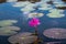 Single lotus flower in lake with leaves