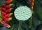 Single Lotus pod close up with heliconia rostrata in green background. 