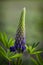 Single Lupinus Flower