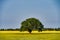 Single lush tree in the canola field against a blue sky