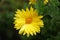 Single lush yellow aster flower with green fresh wet leaves qith rain drops. Blurred background. Perennial plant.