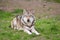 Single lying European wolf in a meadow Canis lupus