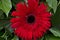 Single macro flower  red  gerbera  in green background