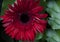 Single macro flower  red  gerbera  in green background