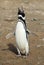 Single Magellanic Penguin