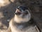 Single magellanic penguin chick showing papillae in mouth