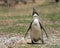 Single magellanic penguin making a call in Punta Tombo