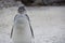A Single Magellanic Penguin Standing with Eyes Closed
