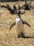 Single magellanic penguin walking in the sun in Punta Tombo