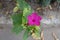 Single magenta colored flower of Mirabilis jalapa