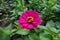 Single magenta-colored flower of zinnia in July