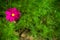 Single magenta flower in contrast color concept