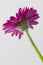 Single Magenta Gerbera bottom view