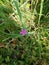 A Single Magenta Pink Flower Growing