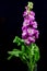 Single magenta Verbascum flower