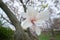 Single Magnolia flowering on a tree