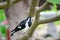 Single Magpie-lark bird cleaning itself on a branch of the tree at a forest in Australia.