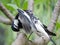 Single Magpie-lark bird cleaning itself on a branch of the tree at a forest in Australia.