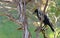 Single magpie sitting on a tree branch