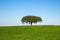 Single, majestic tree stands atop a lush, green hill, illuminated by a beautiful blue sky