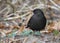 Single male Blackbird bird on grassy wetlands during a spring ne