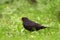 Single male Blackbird bird on grassy wetlands in spring season