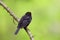 Single male Blackbird bird on a tree branch during a spring nesting period