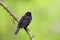 Single male Blackbird bird on a tree branch in spring season