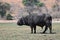 A single male cape buffalo, grazing, at Chobe National Park, in Botswana