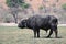 A single male cape buffalo, grazing, at Chobe National Park, in Botswana