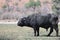 A single male cape buffalo, grazing, at Chobe National Park, in Botswana