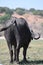 A single male cape buffalo, grazing, at Chobe National Park, in Botswana