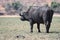 A single male cape buffalo, grazing, at Chobe National Park, in Botswana