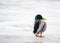 Single male duck on ice