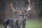 Single male Fallow Deer on the Meadow