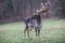 Single male Fallow Deer on the Meadow