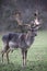 Single male Fallow Deer on the Meadow