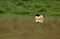 A single male Goosander duck in winter plumage