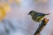 Single male greenfinch bird perched on twig