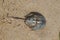 Single male horseshoe crab leaving footprints in sand