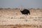 Single Male Ostrich, Etosha National Park