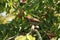 Single male red-shafted Northern Flicker on leafy branch with berries