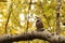 Single male red-shafted Northern Flicker on a tree branch with yellow leaves