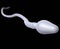 Single male sperm cell