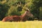 Single male stag deer with antlers resting in grass